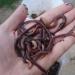 Красные калифорнийские черви - незаменимые помощники в сельском хозяйстве Выращивание калифорнийского червя в домашних условиях