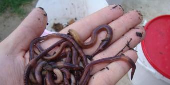 Красные калифорнийские черви - незаменимые помощники в сельском хозяйстве Выращивание калифорнийского червя в домашних условиях