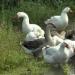 Как разводить гусей в домашних условиях Выращивание серых гусей в домашних условиях